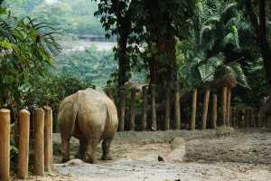 WHITE-RHINOCEROS (5)